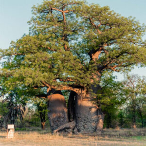 Baobab Game Ranch, Namibia