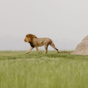 Buffalo Tented Camp, Namibia