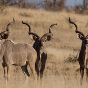 Ibenstein Guest Farm, Namibia