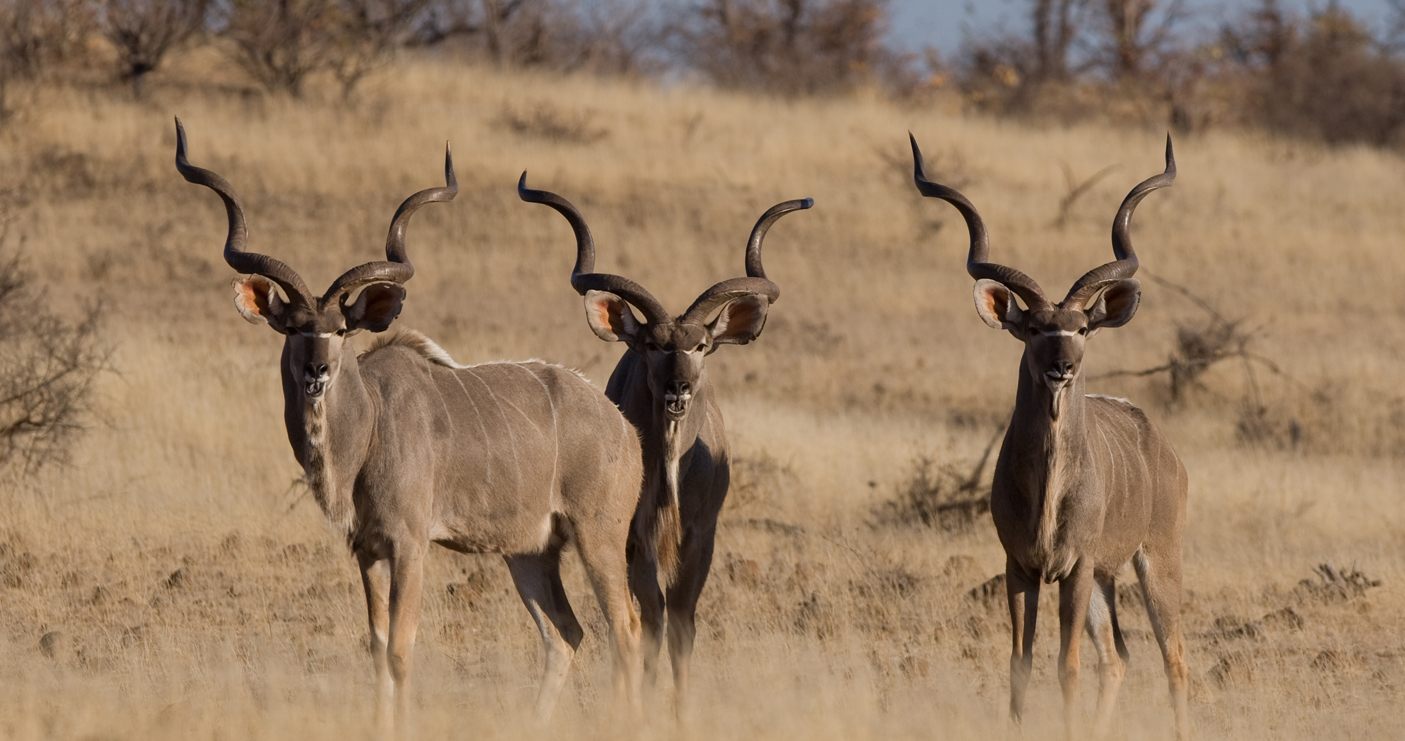 Ibenstein Guest Farm, Namibia