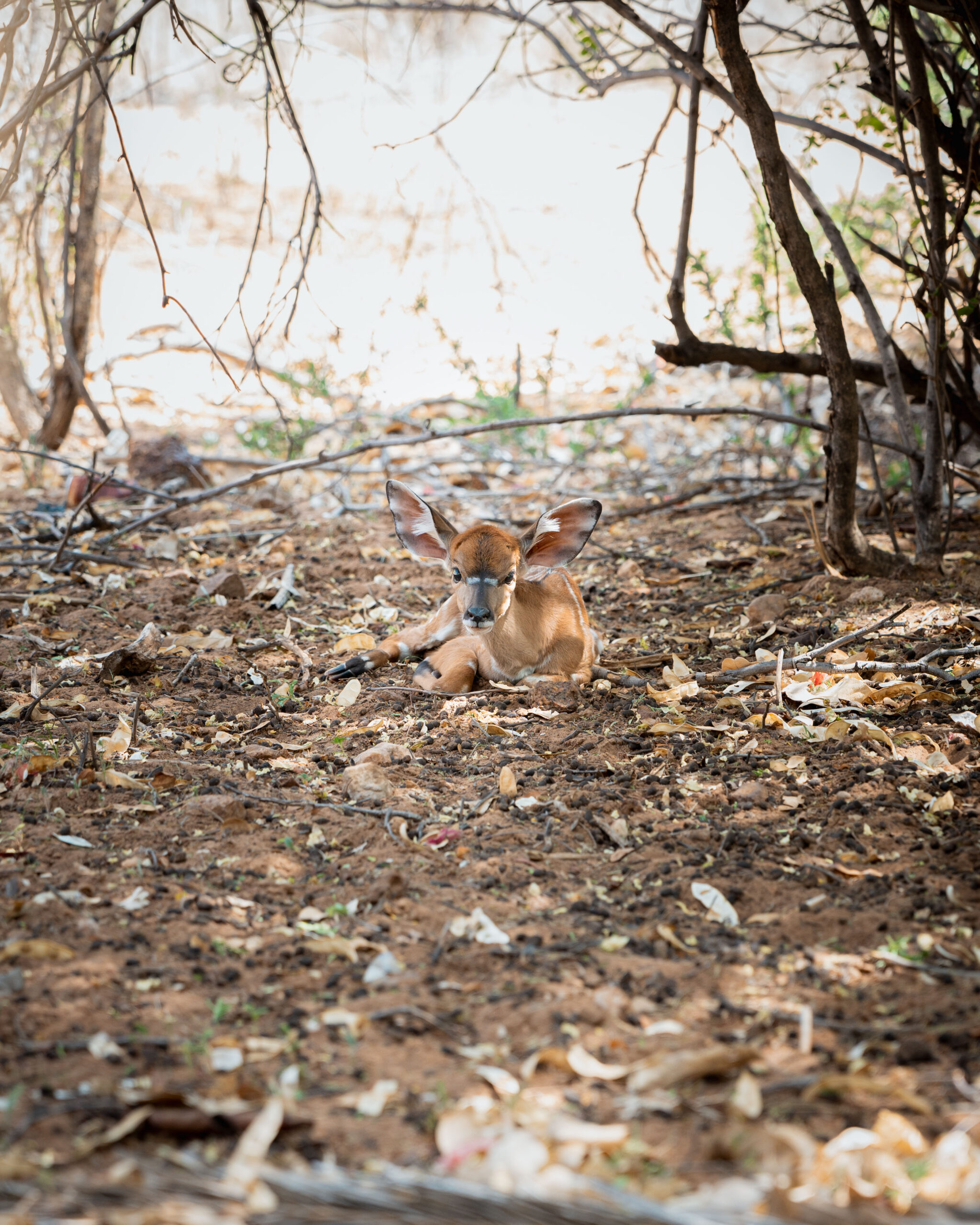 Kalahari Bush Breaks Lodge