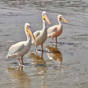 Ngandu at Sea