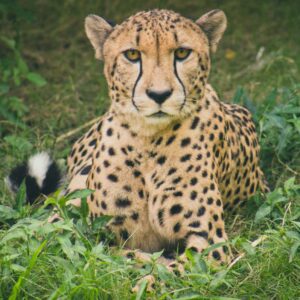 Otjitotongwe Cheetah Guest Farm, Namibia