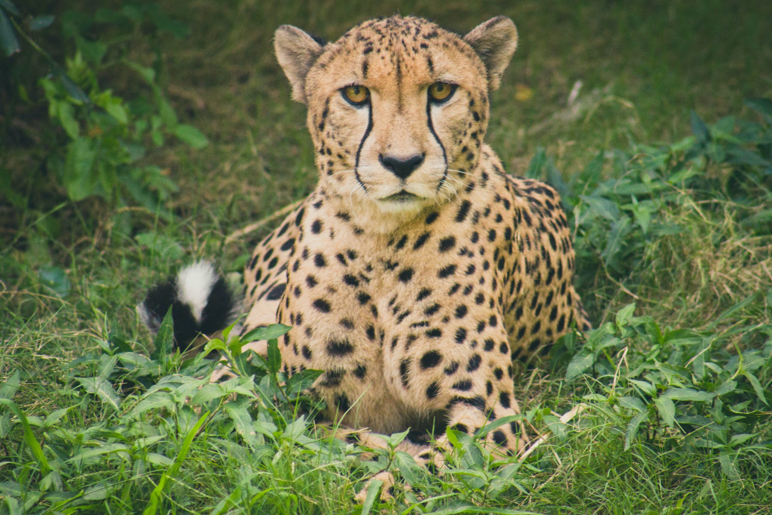 Otjitotongwe Cheetah Guest Farm, Namibia
