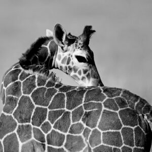 Sachsenheim Guest Farm, Namibia