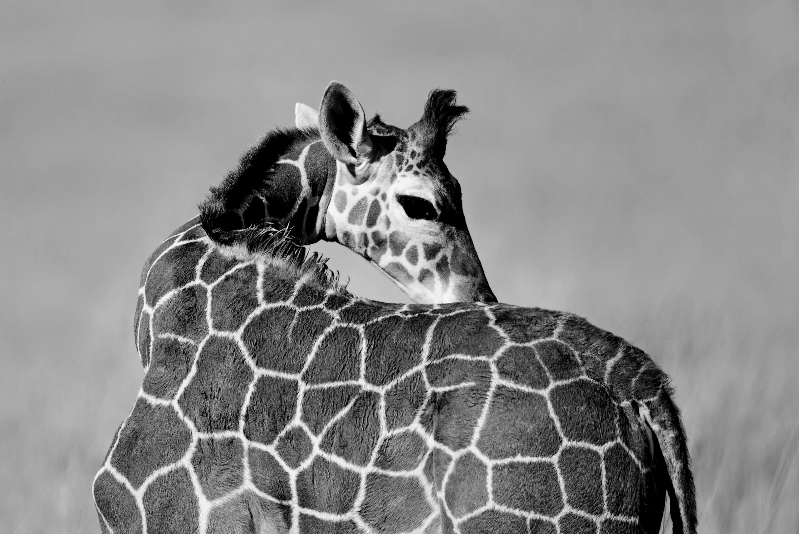 Sachsenheim Guest Farm, Namibia
