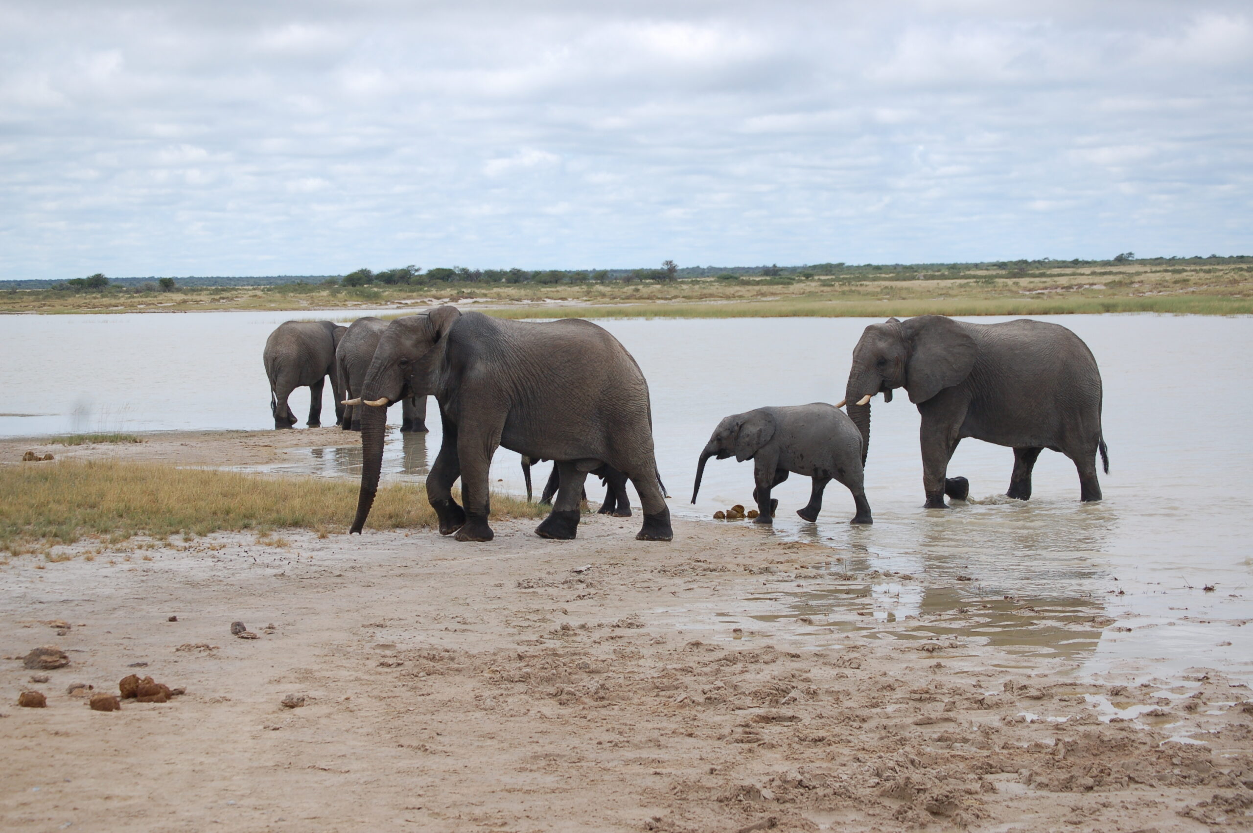 Scheidthof Guest Farm and Photo Safaris, Namibia